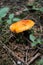 Vertical shot of an Amanita jacksonii mushroom in a forest at daytime