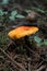 Vertical shot of an Amanita jacksonii mushroom in a forest at daytime