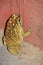 Vertical shot of American toad on a concrete