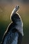 Vertical shot of an anhinga bird in Florida.