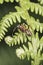 Vertical shot of an ant (Formica cunicularia) sitting on a fern plant, macro photography