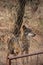 Vertical shot of an Arabian wolf behind the chain-link fences in an animal reserve in Hellin, Spain