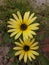 Vertical shot of the Arctotheca calendula flower