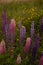 Vertical shot of an array of vibrant wild lupin flowers in a variety of colors