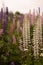 Vertical shot of an array of vibrant wild lupin flowers in a variety of colors