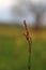 Vertical shot of an Asian copperleaf plant in a blurred field background
