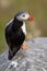 Vertical shot of an Atlantic puffin seabird on a rock in the nature of Norway during daylight