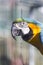 Vertical shot of an Australian macaw parrot
