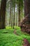 Vertical shot of the Avenue of the Giants in California