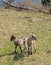 Vertical shot of baby goats standing in the meadow