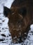 Vertical shot of a baby wild boar with small eyes,  wet and cold in the snow