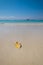 Vertical shot of a banana peel at the beach in Galapagos Islands, Ecuador