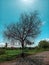 Vertical shot of a bare tree on the edge of a road