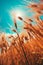 Vertical shot of barley crops growing high up