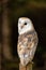 Vertical shot of a barn owl captured in Hampshire