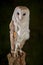Vertical shot of a barn owl captured in Hampshire