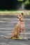 Vertical shot of a Basenji dog on a leash sitting in a park under the sunlight