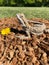 Vertical shot of a bearded dragon basking in the sun outdoors