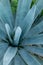 Vertical shot of a beautiful Agaves Tequila plants in Mexico in an agricultural field