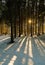 Vertical shot of a beautiful area in a forest with tall trees in winter and the shining sun