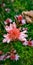 Vertical shot of beautiful asphodel flowers blooming in spring