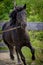Vertical shot of a beautiful black galloping horse in a wooden fenced area