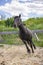 Vertical shot of a beautiful black running horse in a wooden fenced area against a blue sky