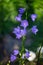 Vertical shot of beautiful blooming bellflowers