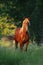 A vertical shot of a beautiful brownish horse standing on the grass during a beautiful sunset