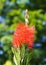 Vertical shot of a beautiful Callistemon citrinus blooming in the garden