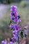 Vertical shot of beautiful Cheese flowers