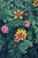 Vertical shot of beautiful colorful lantana Camara flowers bloom in a garden