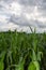 Vertical shot of a beautiful cornfield captured under the stormy clouds in the sky