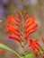 Vertical shot of beautiful crocosmia flower
