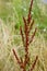 Vertical shot of a beautiful curly dock