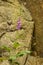 Vertical shot of beautiful digitalis blooming on the background of stones