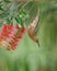 Vertical shot of a beautiful Dusky Honeyeater bird on the twig of a tree near a red Banksia