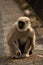 Vertical shot of a beautiful fluffy gibbon primate on the street