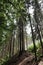 Vertical shot of a beautiful forest of thin and tall trees in sunlight