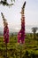 Vertical shot of beautiful Foxglove flowers