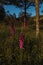 Vertical shot of beautiful Foxglove flowers