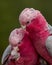 Vertical shot of a beautiful galah at Banham Zoo, Norfolk, England