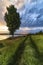 Vertical shot of beautiful grasses, tree and a river on the side with a cloudy blue sky