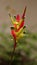 Vertical shot of a beautiful heliconia flower