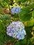 Vertical shot of beautiful hydrangea flowers in a garden in Southern Highlands, Australia