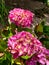 Vertical shot of beautiful hydrangea flowers in a garden in Southern Highlands, Australia