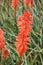 Vertical shot of beautiful Kniphofia Nancy\'s Red flower on background of a field with flowers