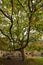 Vertical shot of a beautiful large tree in the garden of Blackfriars, Newcastle