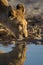 Vertical shot of a beautiful lioness drinking water from the lake with her reflection in the water