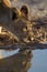 Vertical shot of a beautiful lioness drinking water from the lake with her reflection in the water